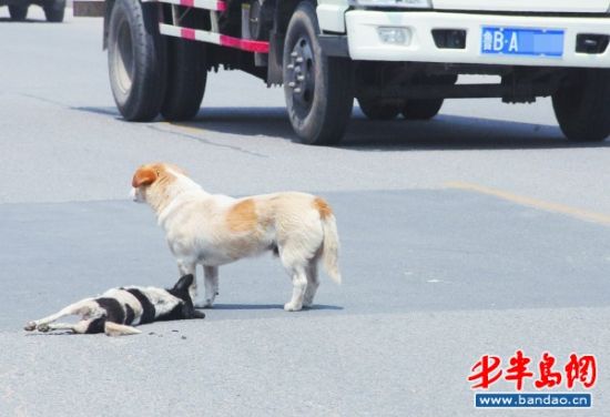 即墨莱青路小花狗被撞死 黄狗守护令路人动容