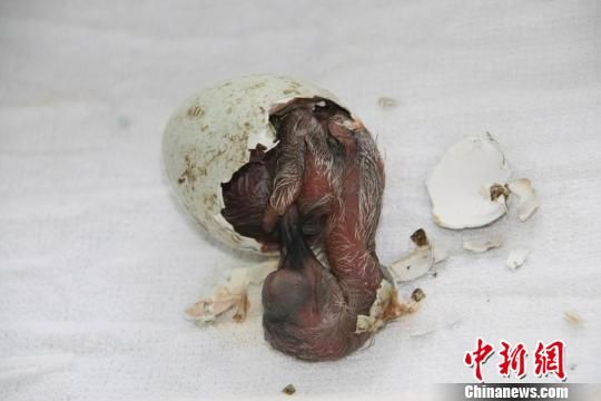 阔别半世纪首只朱鹮宝宝在上海诞生