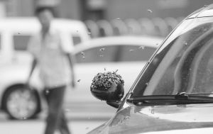 上千只蜜蜂围汽车为啥呢?