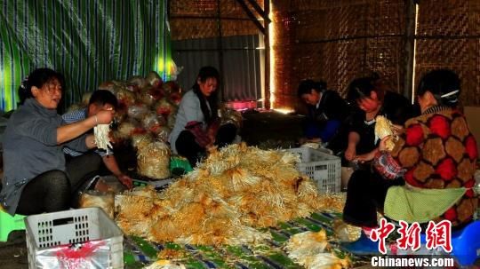 四川理县梭罗沟村土地流转助农民增收