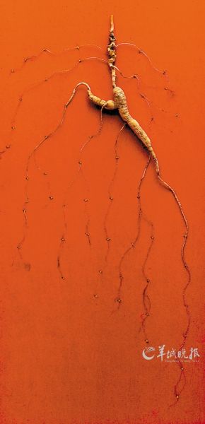 人参值得投资吗?