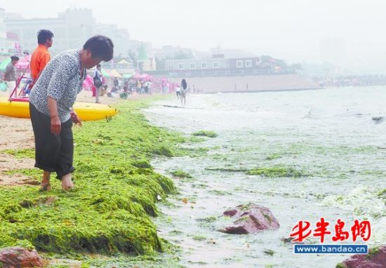 浒苔大军距青岛仅16公里近日或影响胶南海域