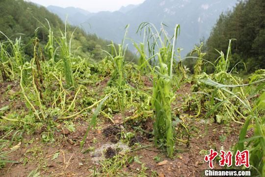 特大冰雹袭击重庆巫溪8000余亩农作物受灾