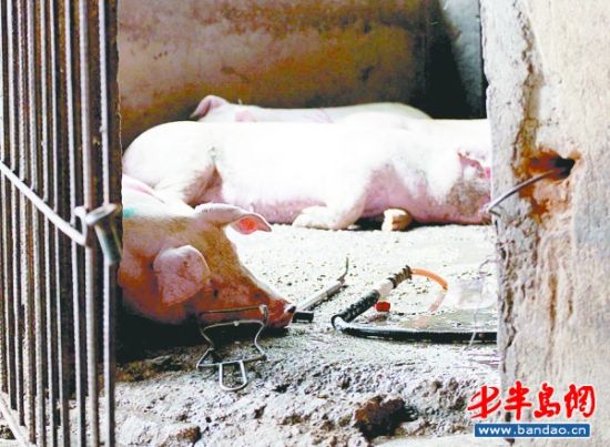 即墨一非法收购点涉嫌给生猪注水被查处