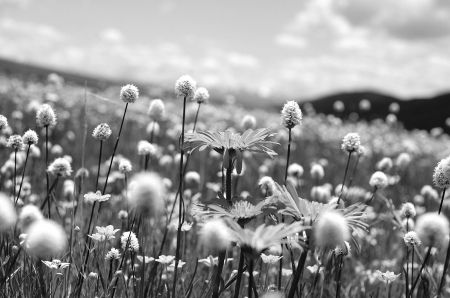 探秘花海驴友半路调头去红原