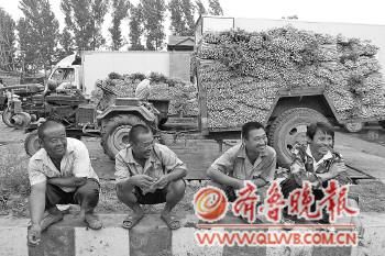 商家市民献出爱心“救”芹菜