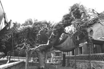 ̩ɽ�������ɡ��ز���ɥ�����ѻ��ɷ���������