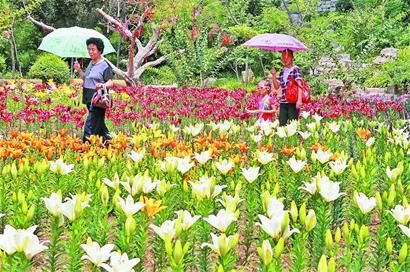 红叶谷百合花开 醉游人