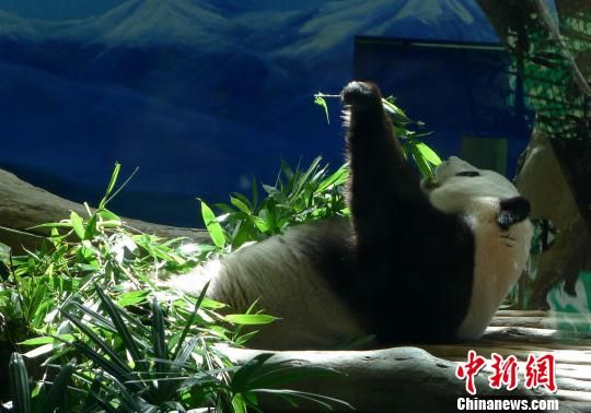 赠台熊猫圆圆假孕?台北动物园拟再查不放弃希望