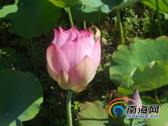 ����Ӣ���뵺�ɻ�ʪ�ش�����Ķ�ʻ�ŭ�Ŷ�����