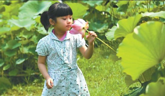 赏莲观荷,就来绿色夏令营