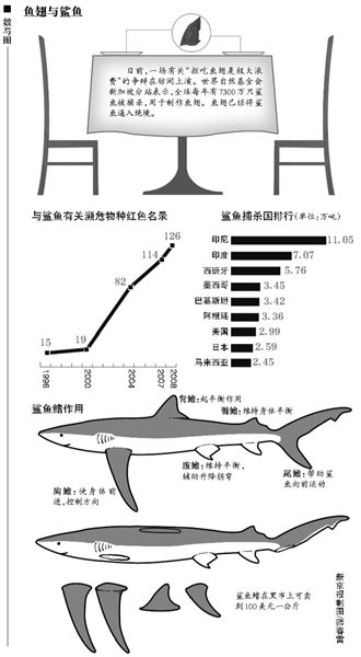 鱼翅与鲨鱼