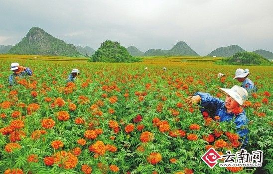 云南大力发展高原特色农业
