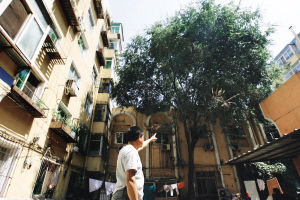 老树挡光九旬老人求“让道”