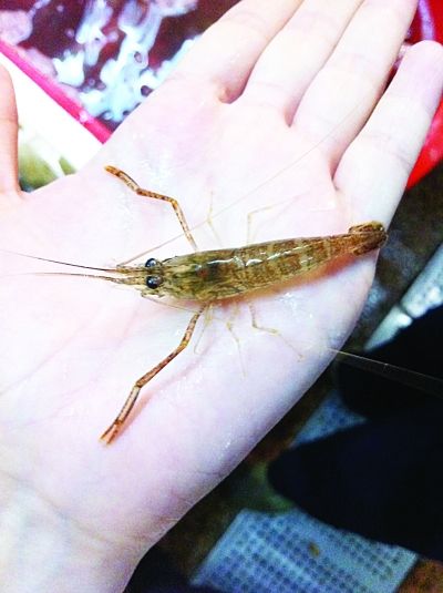 十多元白对虾冒充50多元基围虾