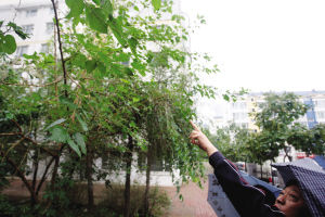 毛毛虫肆虐小区居民挺膈应