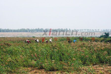 皂河入渭口人工湿地将于明年建成对市民开放
