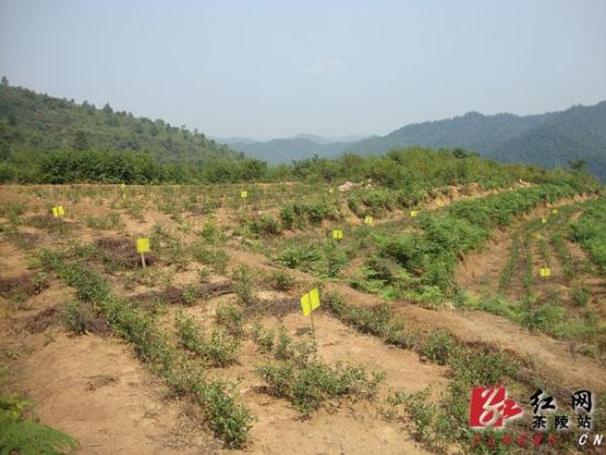 茶陵:千亩茶园推行“绿色植保”