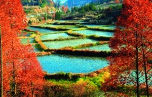 石柱黄水