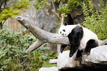 夭折旅美熊猫幼崽 肝脏异常腹部积水