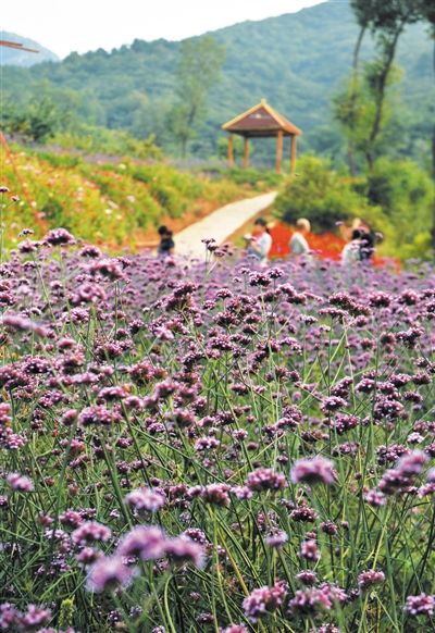 秋花秋果,秋里人家