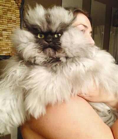 ��ȫ�����ŭ��è���ߺ�����