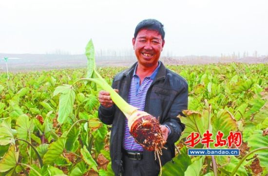 鳌山卫镇18万斤荔浦芋头将上市 10元一斤很抢