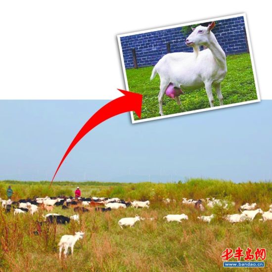 市场上羊奶供不应求 崂山奶山羊盼走出深山