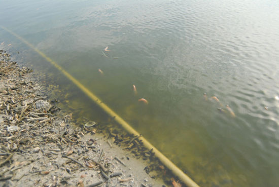 收购商要降价养殖户不肯 虾塘已有6千斤虾死亡