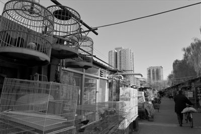 北京最老鸽子市年底将拆