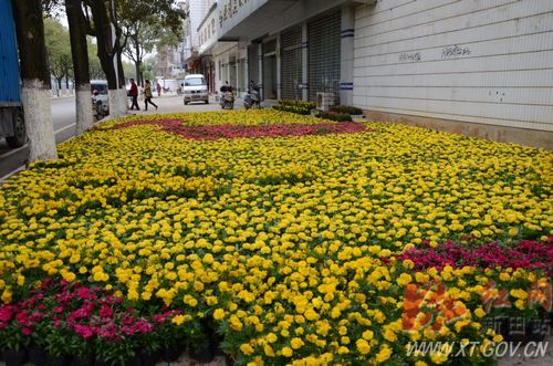 新田县投放数万株鲜花装扮滨河东西路