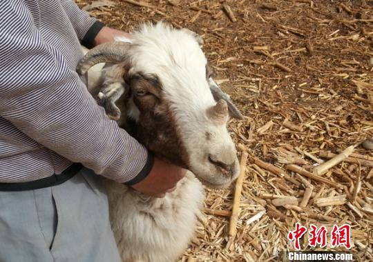 新疆温宿县发现一只怪羊 鼻梁长角像犀牛