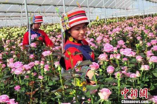 正文锦苑花卉基地 中新网昆明3月28日电(刘云 李思雨)石林是云南