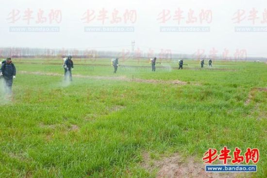 即墨发展小麦病虫害防治合作社 一人一天能打