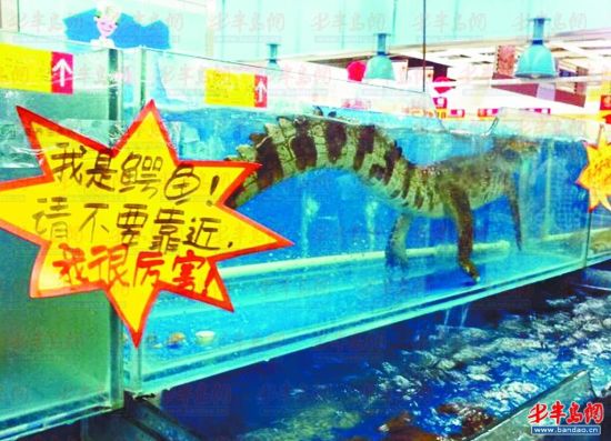 高密利群路超市卖鳄鱼肉 价高和寡望而却步