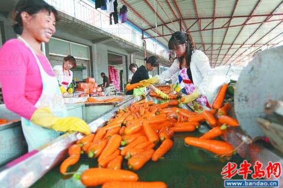 夏收时节走基层：莱西店埠镇种萝卜的团购小轿车