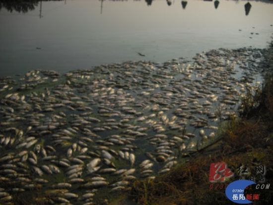 Chlorine dioxide is used to improve water quality effervescent overnight kilograms of dead fish on