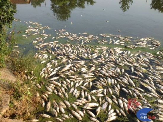 Chlorine dioxide is used to improve water quality effervescent overnight kilograms of dead fish on