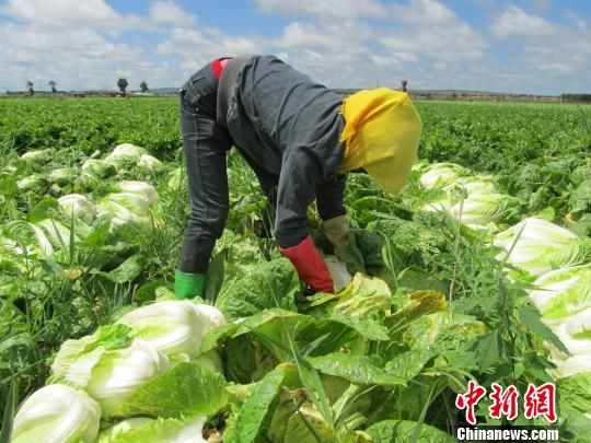 张家口坝上蔬菜博览会开幕 坝上成全国"大菜园"