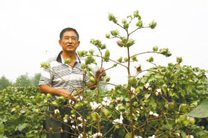 13年育出两米多高棉花树退休副乡长要做棉花界的袁隆平