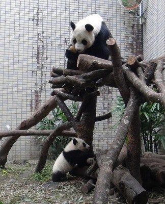 台北大熊猫宝宝体重破11公斤 一秒变睡美熊
