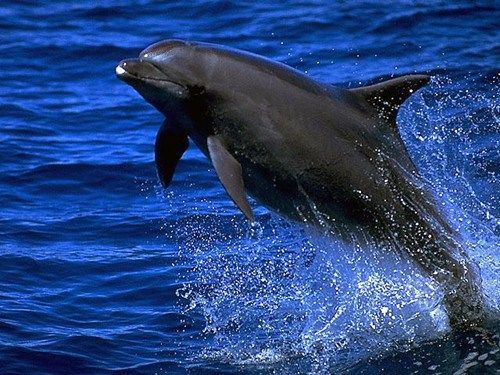 海豚海豹水獭准确预言索契比赛结果 接班章鱼