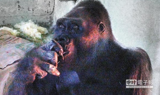 台北动物园打造“养生村”“黑皮”爷爷有独立房_新浪新闻