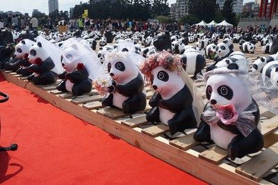 3.23谐音闪又闪 台北纸熊猫披头纱陪新人走红