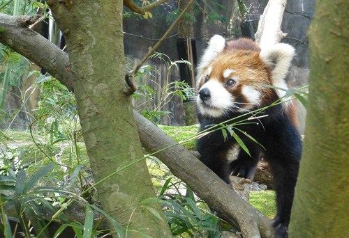 小熊猫入驻台北动物园 和大熊猫圆仔拼人气