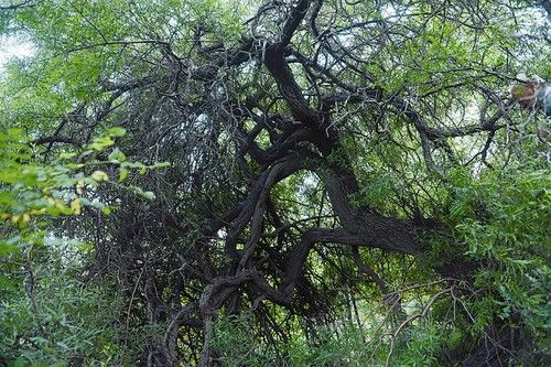绛县发现250多株千年古茶树