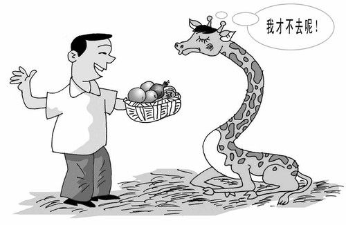 9月5日,太原动物园工作人员精心布置了长颈鹿馆,并搬来特制"花轿"