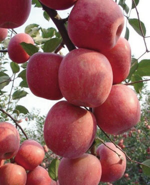 冬天吃寒富苹果预防便秘降血脂降血压