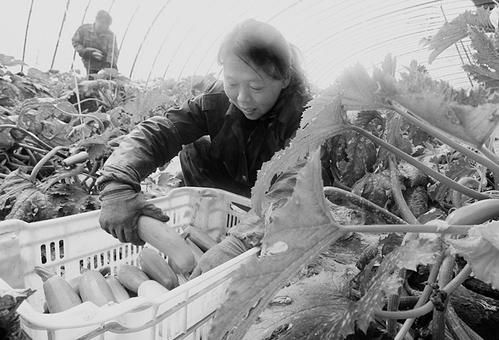 祁县腾达生态农业专业合作社积极发展休闲农业