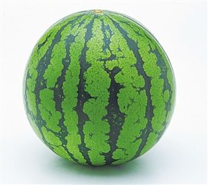 有毒黑美人 没有来深圳